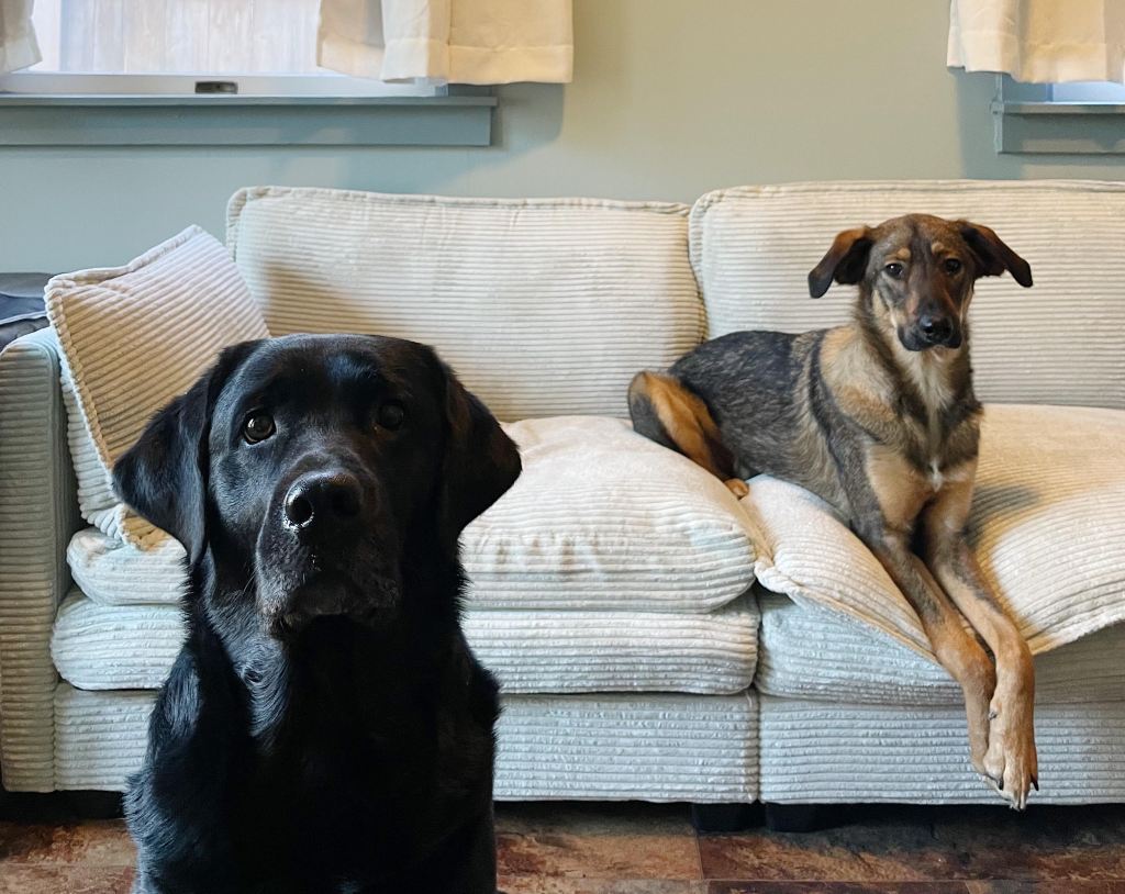 The Dog Room: Taking the Term ‘DINKWAD’ to New&nbsp;Heights